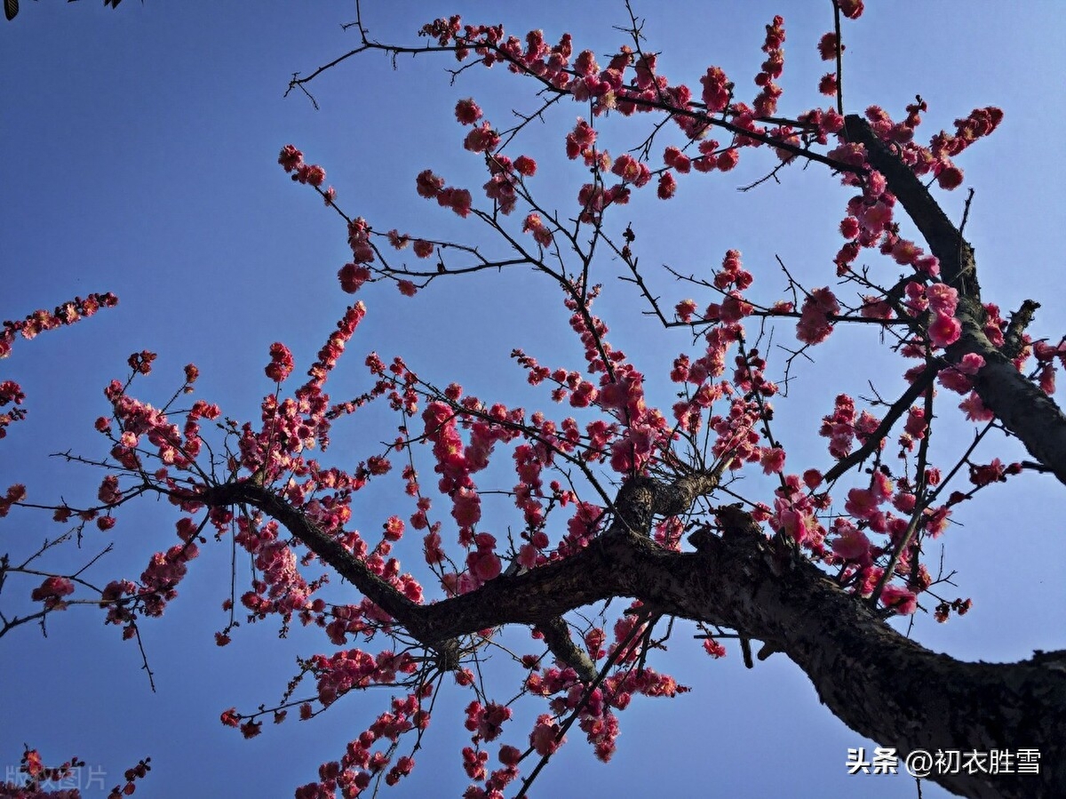 梅花唯美古诗词大全（早春梅花盛开美诗七首）