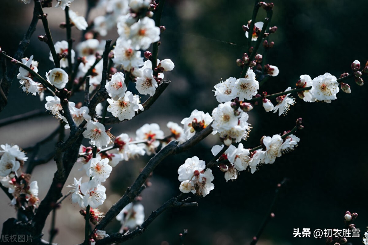 正月梅花盛放唯美古诗七首（日照一团都是雪，只见花头不见枝）