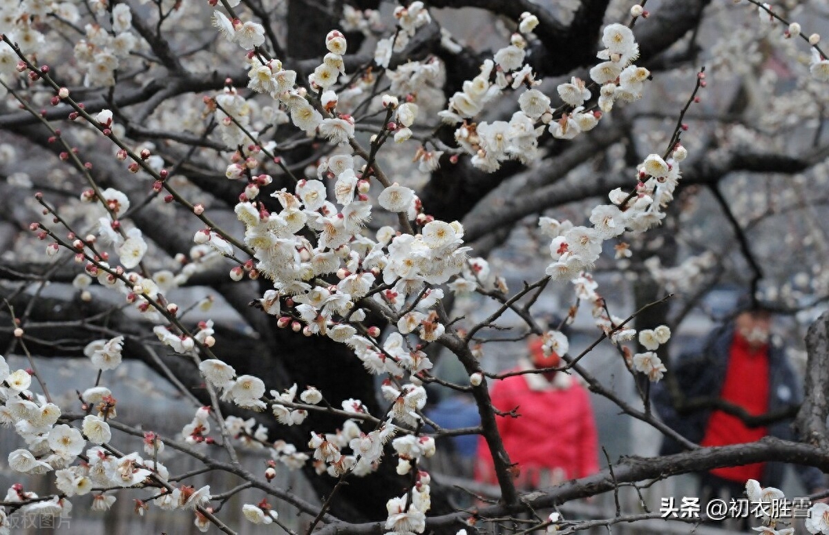 正月梅花盛放唯美古诗七首（日照一团都是雪，只见花头不见枝）