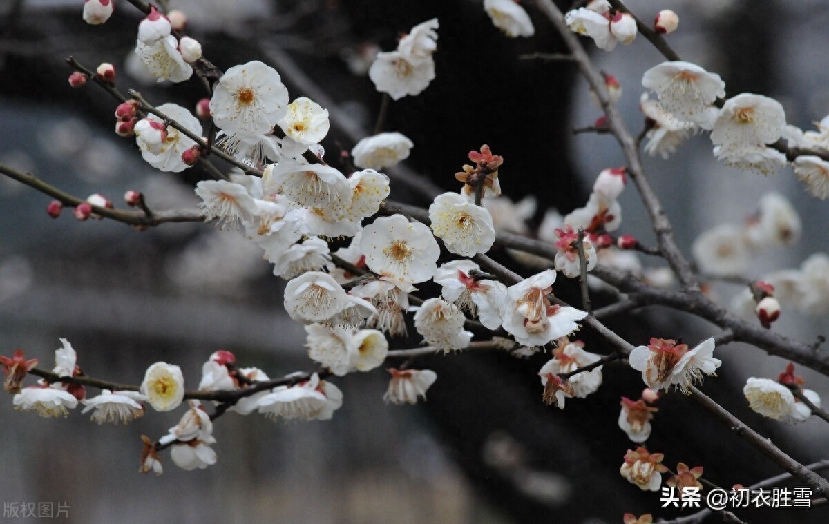 正月梅花盛放唯美古诗七首（日照一团都是雪，只见花头不见枝）