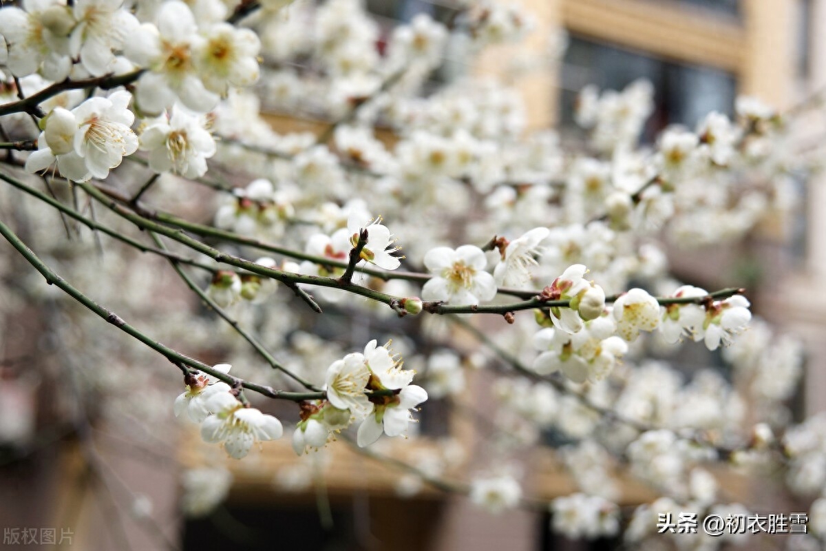 正月梅花盛放唯美古诗七首（日照一团都是雪，只见花头不见枝）