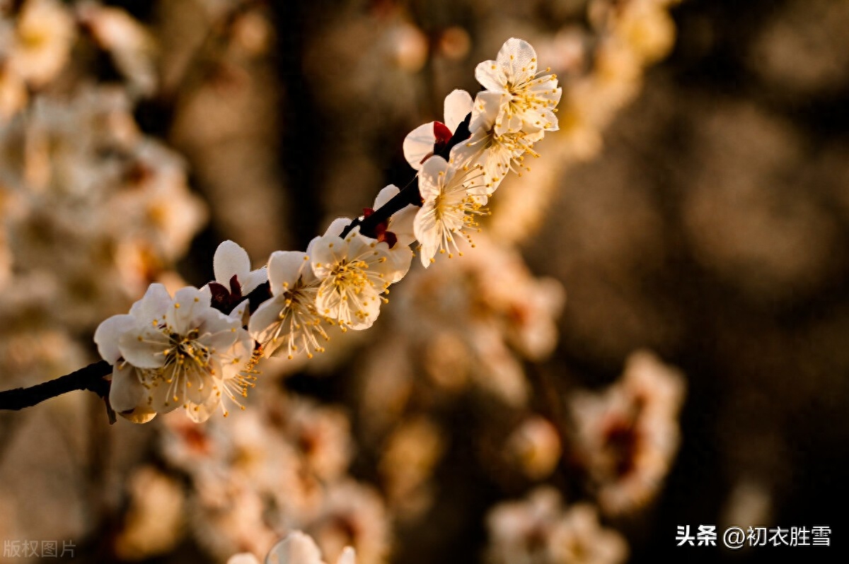 正月梅花盛放唯美古诗七首（日照一团都是雪，只见花头不见枝）