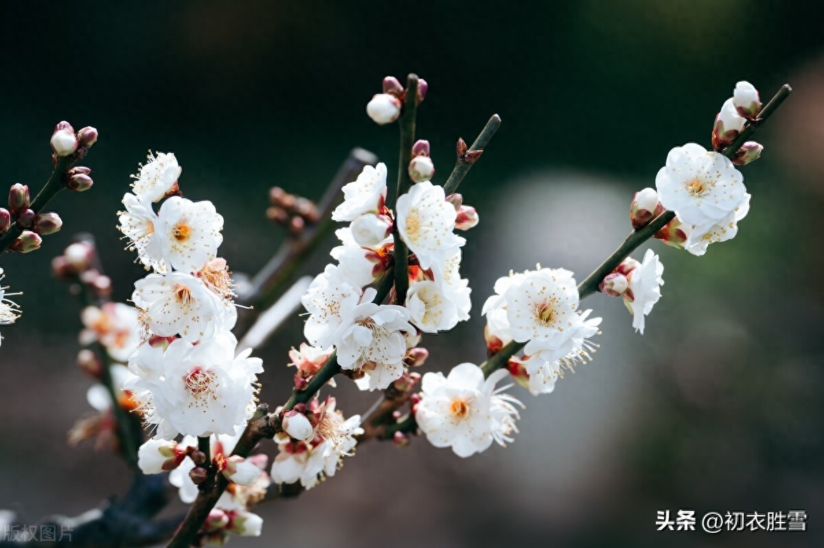 正月梅花盛放唯美古诗七首（日照一团都是雪，只见花头不见枝）