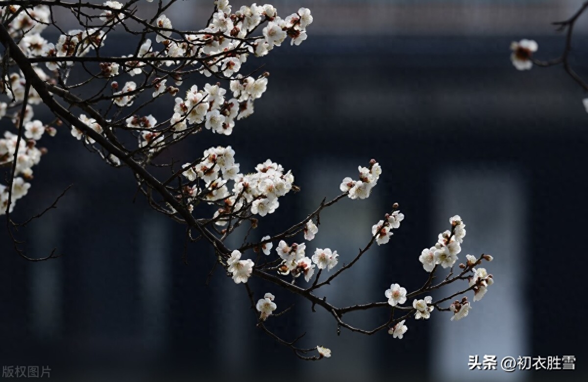 梅花唯美古诗大全（三九严寒何所惧，梅花如雪扑帘旌）