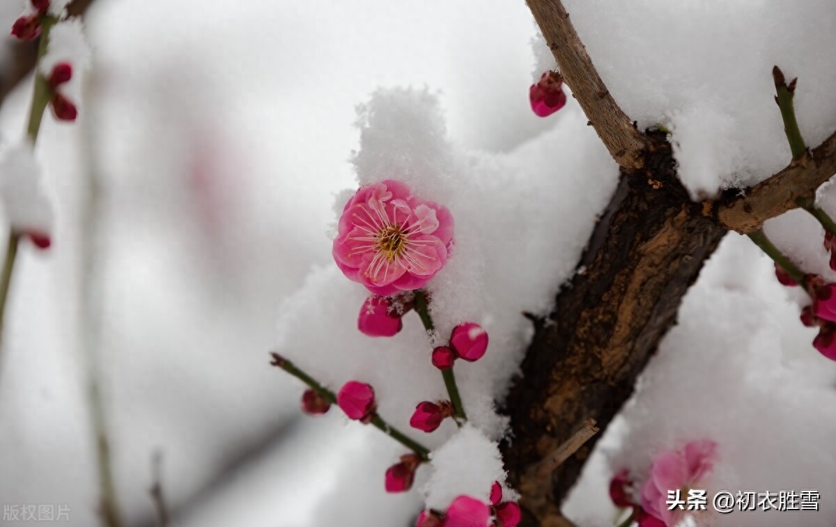 梅花唯美古诗大全（三九严寒何所惧，梅花如雪扑帘旌）