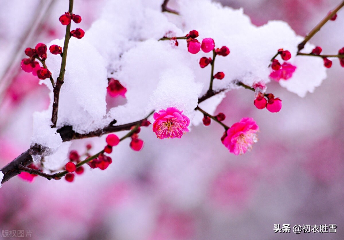 梅花唯美古诗大全（三九严寒何所惧，梅花如雪扑帘旌）