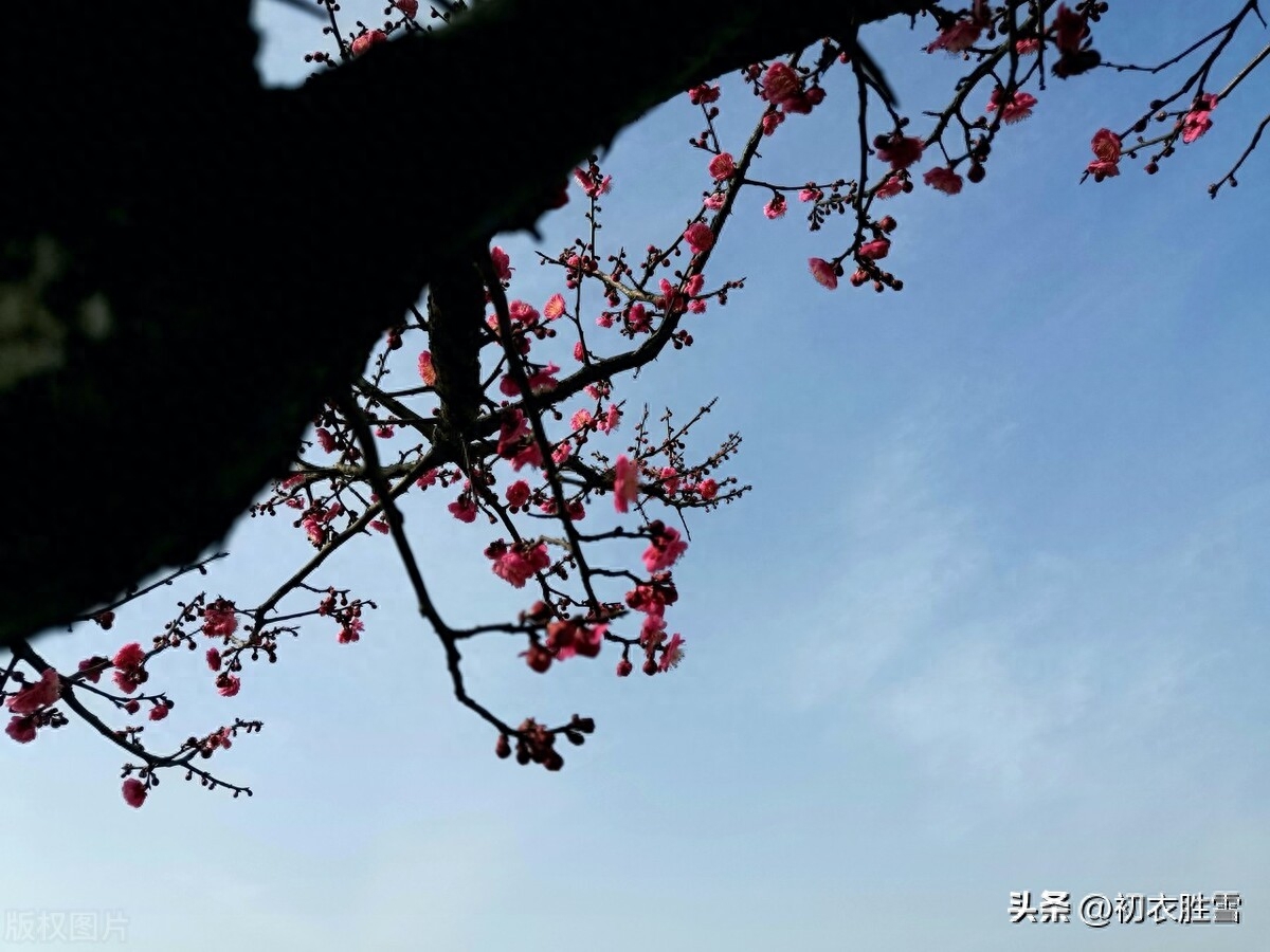 初番花信小寒前，早绽梢头两三蕊（小寒节气梅花五首）