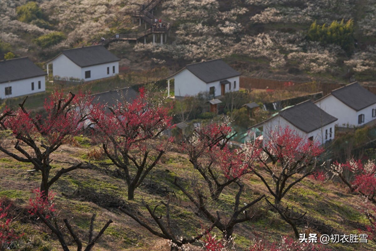 初番花信小寒前，早绽梢头两三蕊（小寒节气梅花五首）