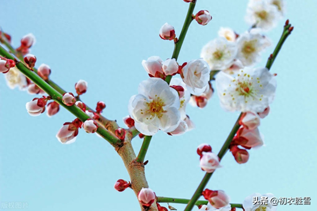 初番花信小寒前，早绽梢头两三蕊（小寒节气梅花五首）