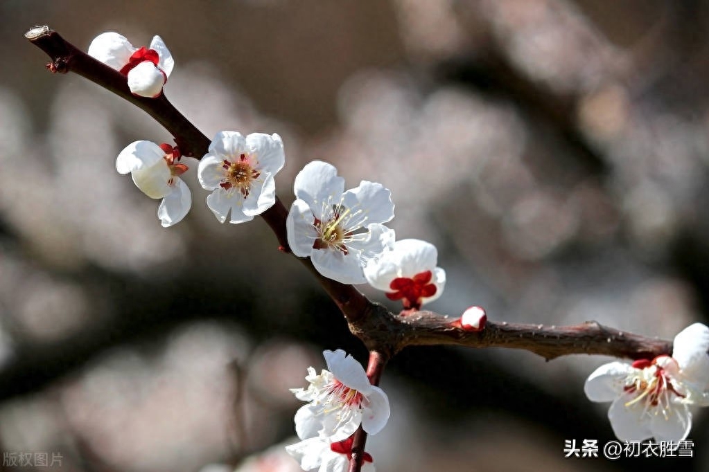 初番花信小寒前，早绽梢头两三蕊（小寒节气梅花五首）