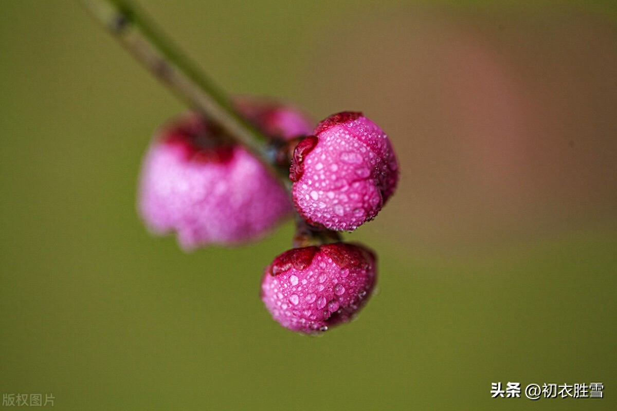 初番花信小寒前，早绽梢头两三蕊（小寒节气梅花五首）