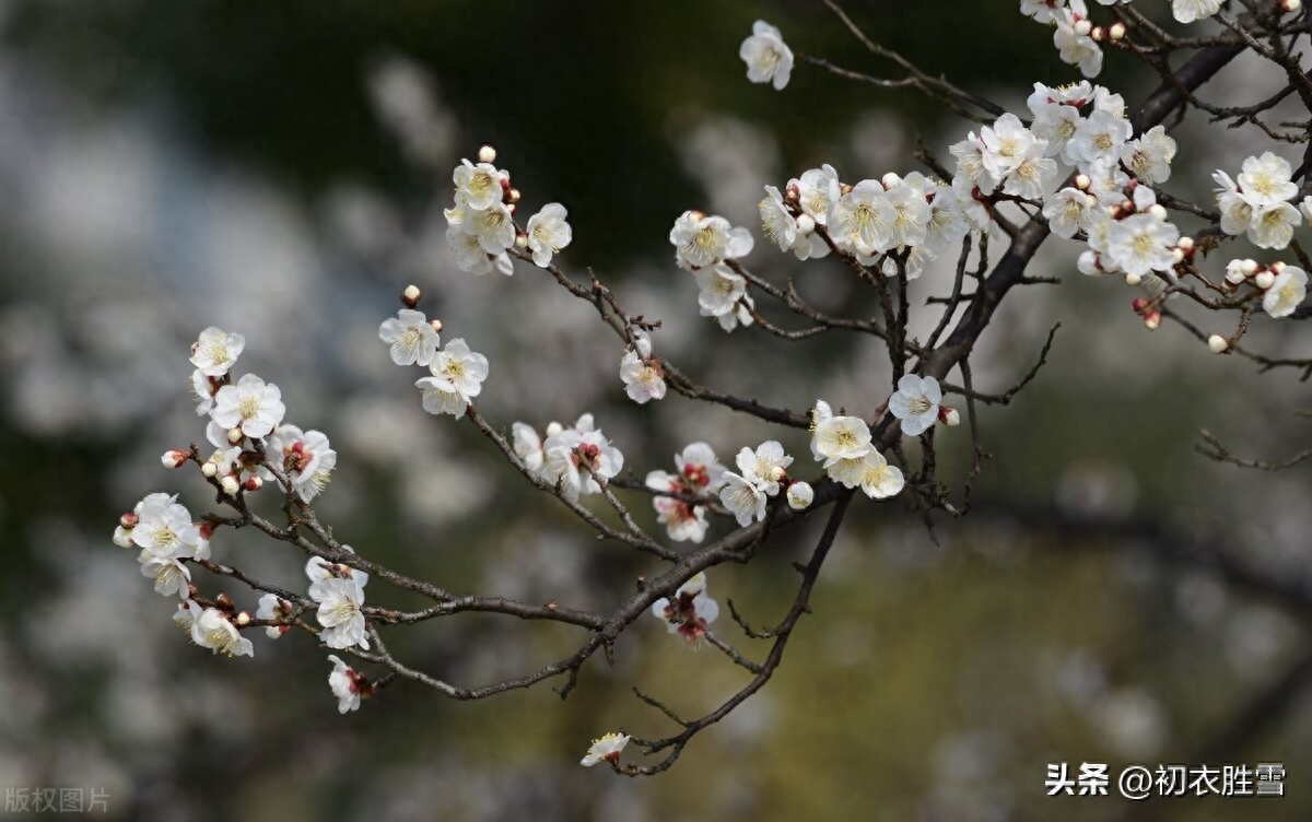 腊月唯美古诗大全（腊月花唯美诗词五首）