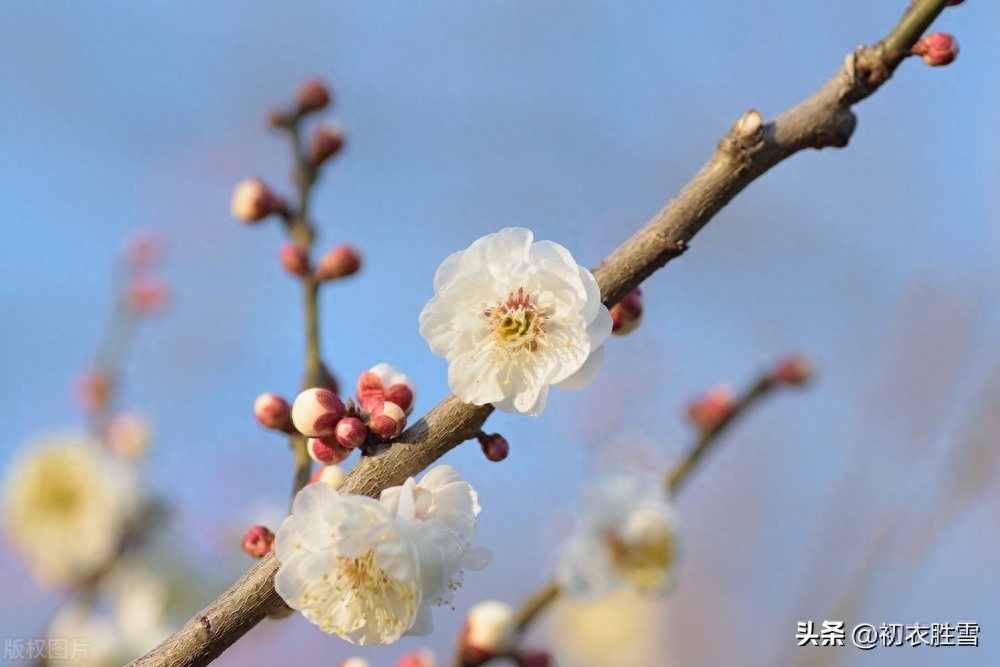 冬至梅花五首赏析（黄鸟喧冬至，梅花盛小年）