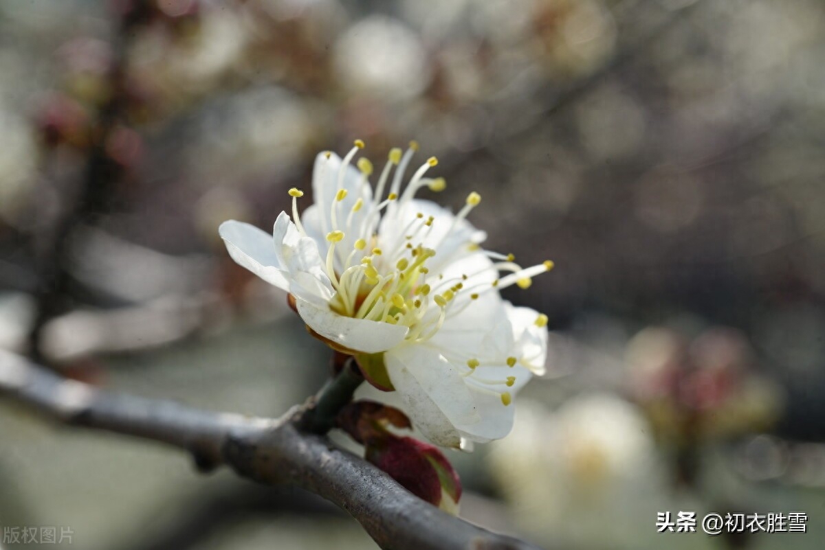 冬至梅花五首赏析（黄鸟喧冬至，梅花盛小年）