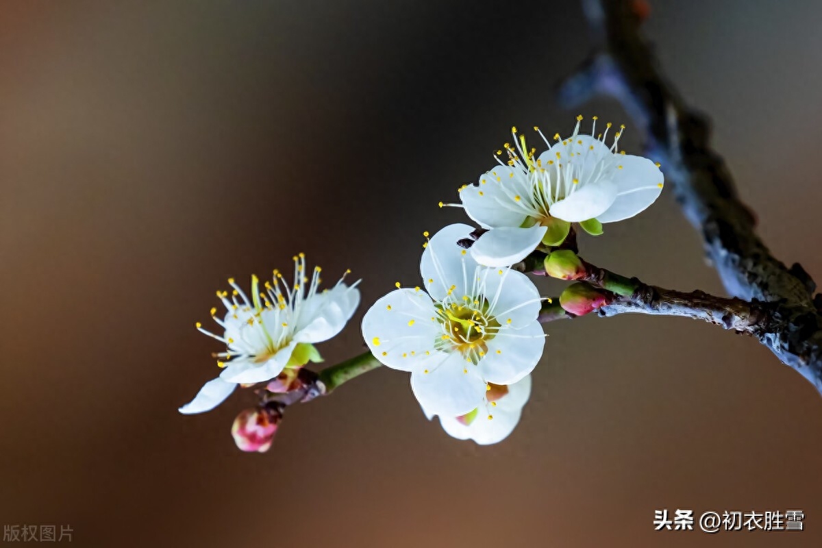 冬至梅花五首赏析（黄鸟喧冬至，梅花盛小年）