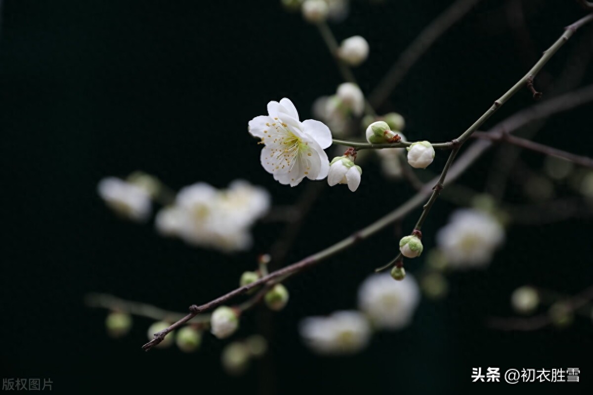 冬至梅花五首赏析（黄鸟喧冬至，梅花盛小年）