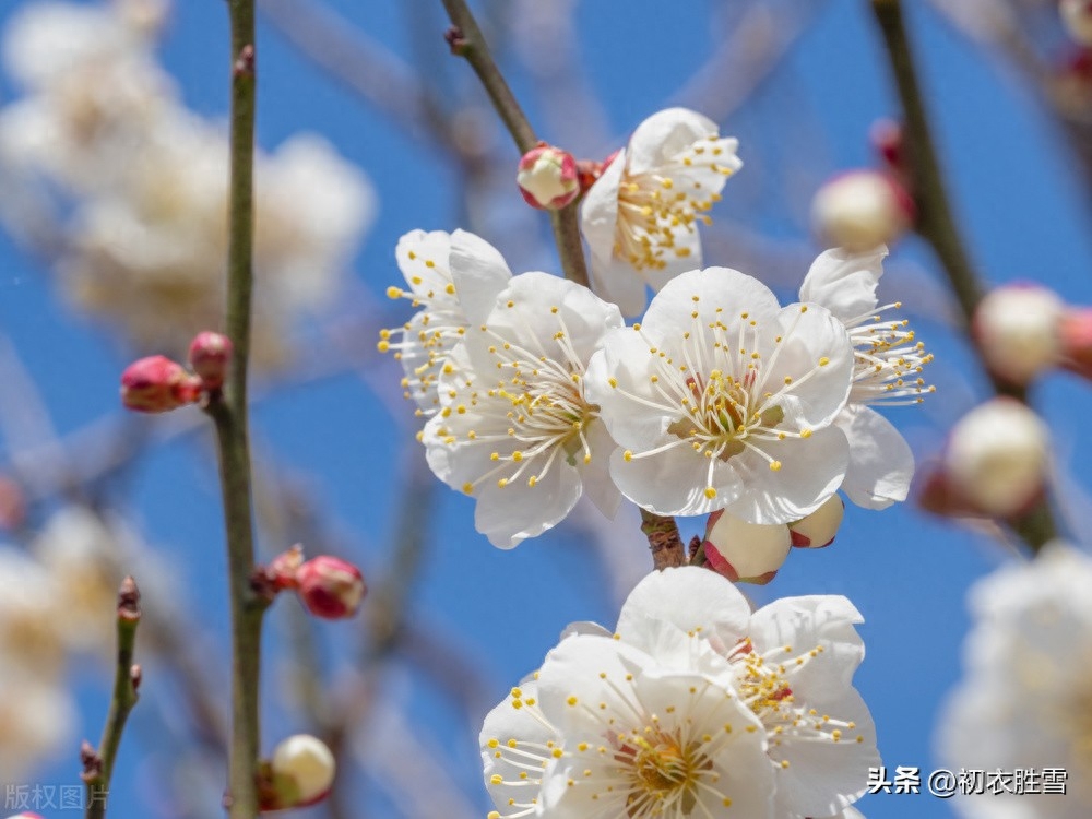 冬至梅花五首赏析（黄鸟喧冬至，梅花盛小年）