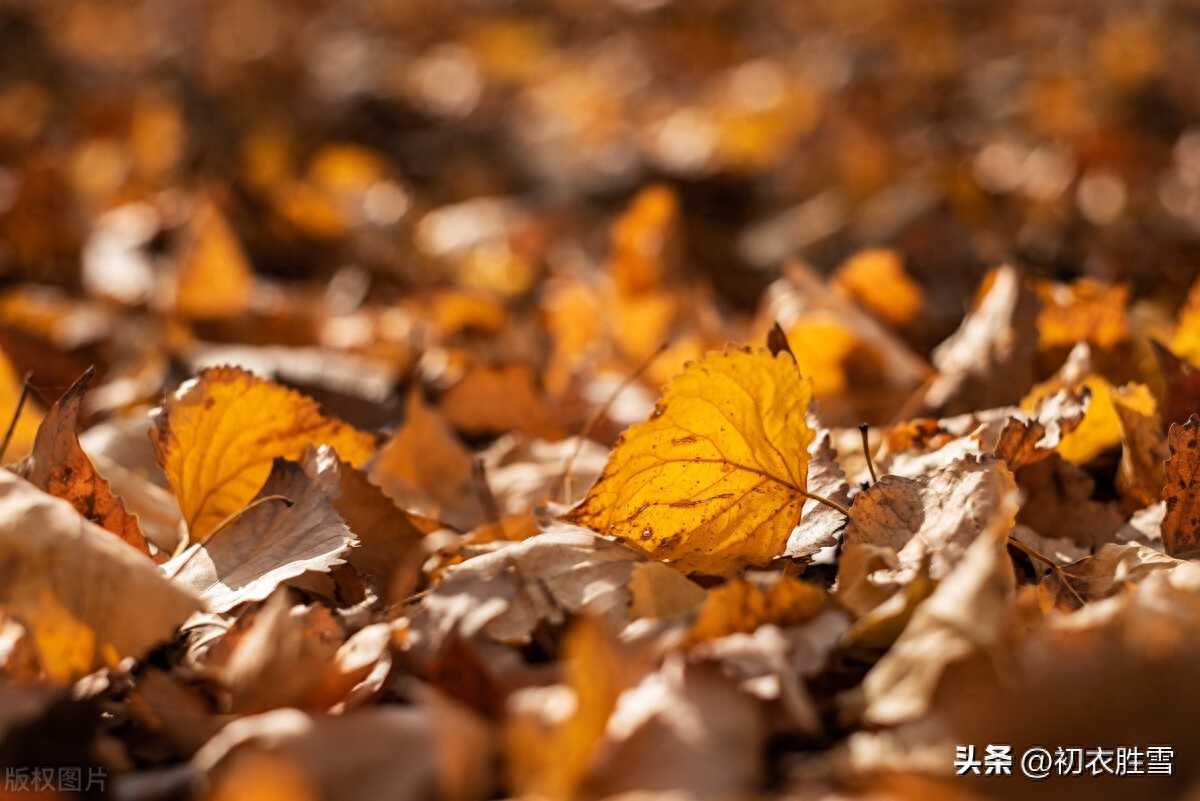 冬天落叶诗词七首鉴赏（满阶落叶浑不扫，卧听风吹落叶声）