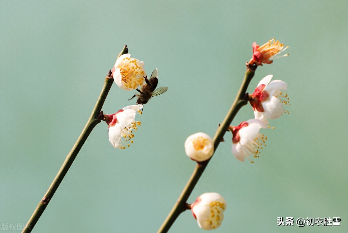 仲冬梅花五首赏析（腊前有雪曾相约，天下无花似此清）