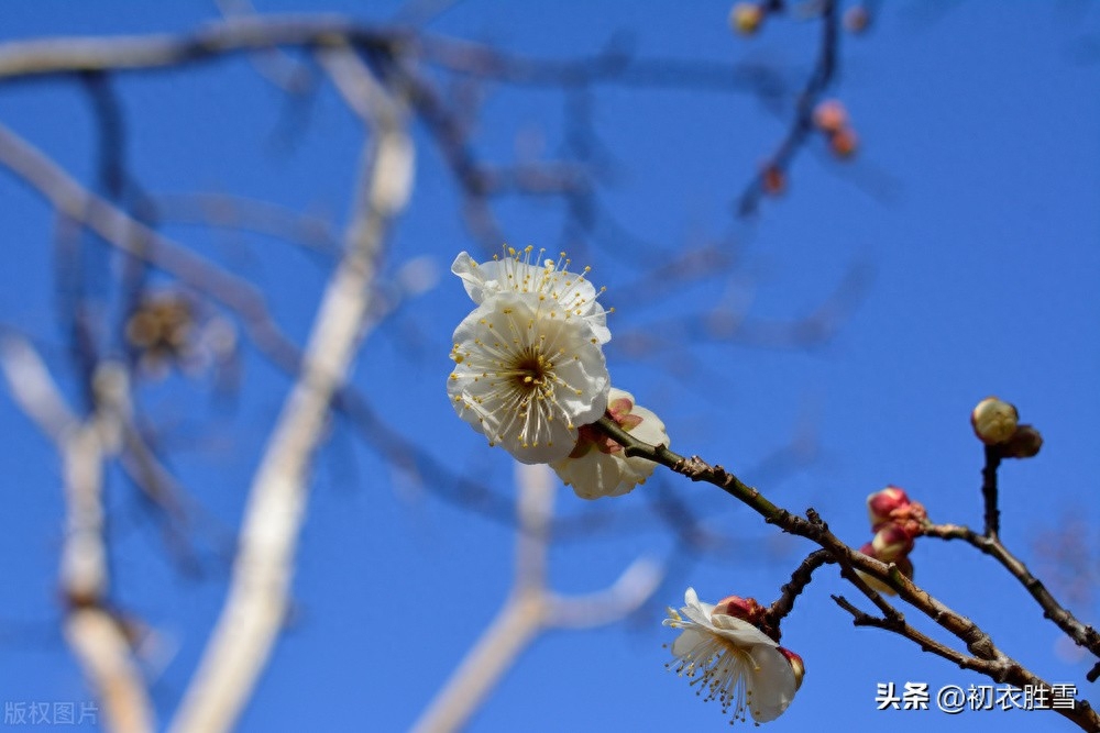 仲冬梅花五首赏析（腊前有雪曾相约，天下无花似此清）