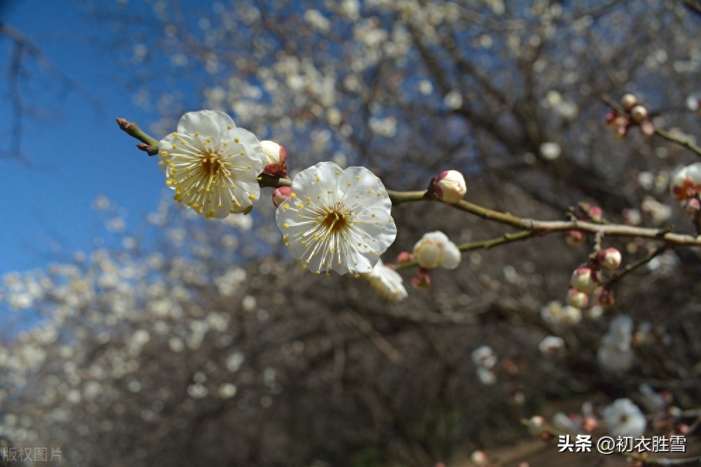 仲冬梅花五首赏析（腊前有雪曾相约，天下无花似此清）