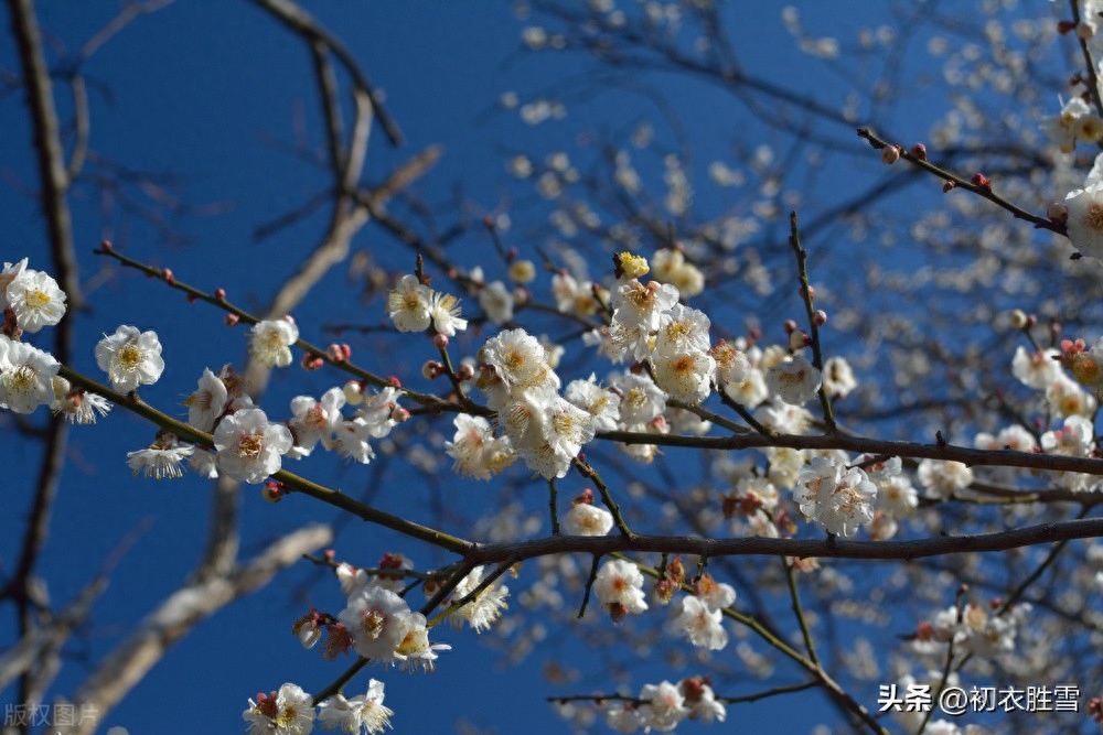 仲冬梅花五首赏析（腊前有雪曾相约，天下无花似此清）