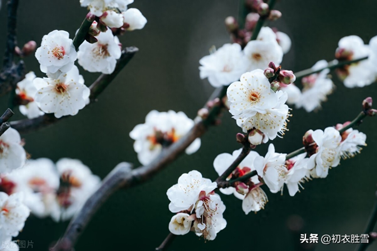 仲冬梅花五首赏析（腊前有雪曾相约，天下无花似此清）