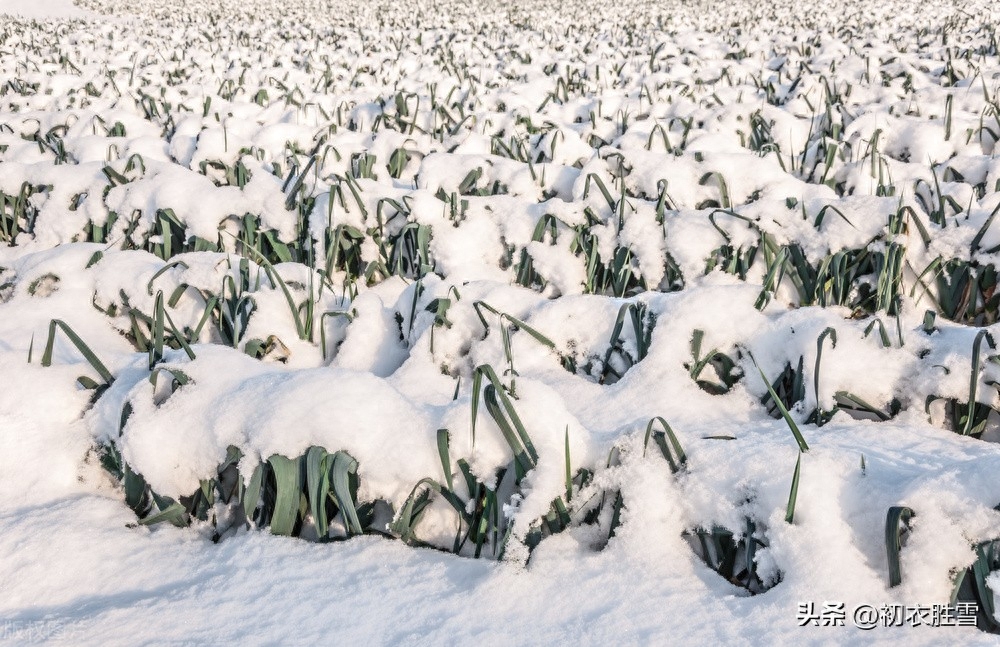 关于雪的浪漫诗词（大雪唯美古诗大全）