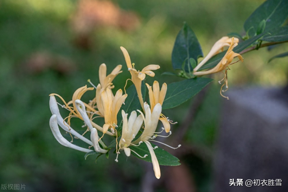 冬藤夏花忍冬古诗六首（雪意漫天噪万鸦，野藤偏有忍冬花）