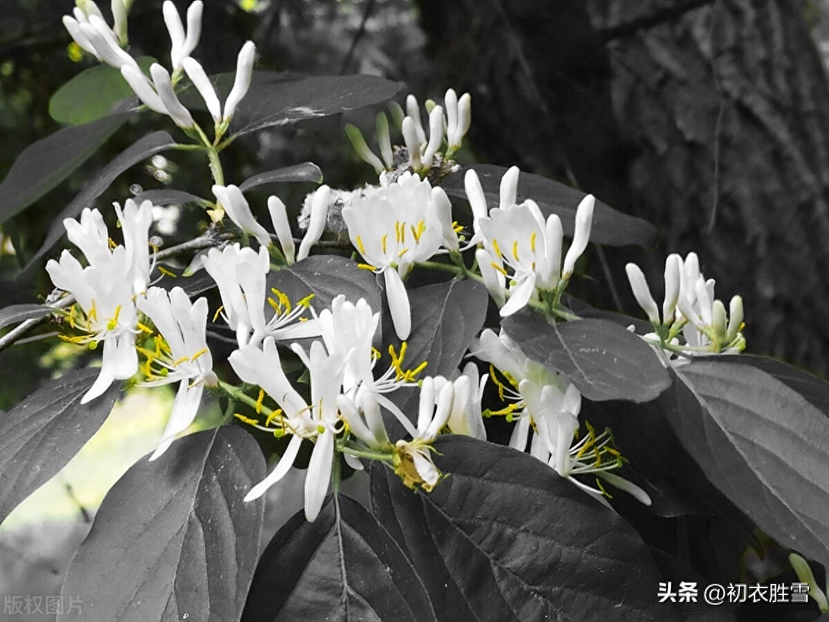 冬藤夏花忍冬古诗六首（雪意漫天噪万鸦，野藤偏有忍冬花）