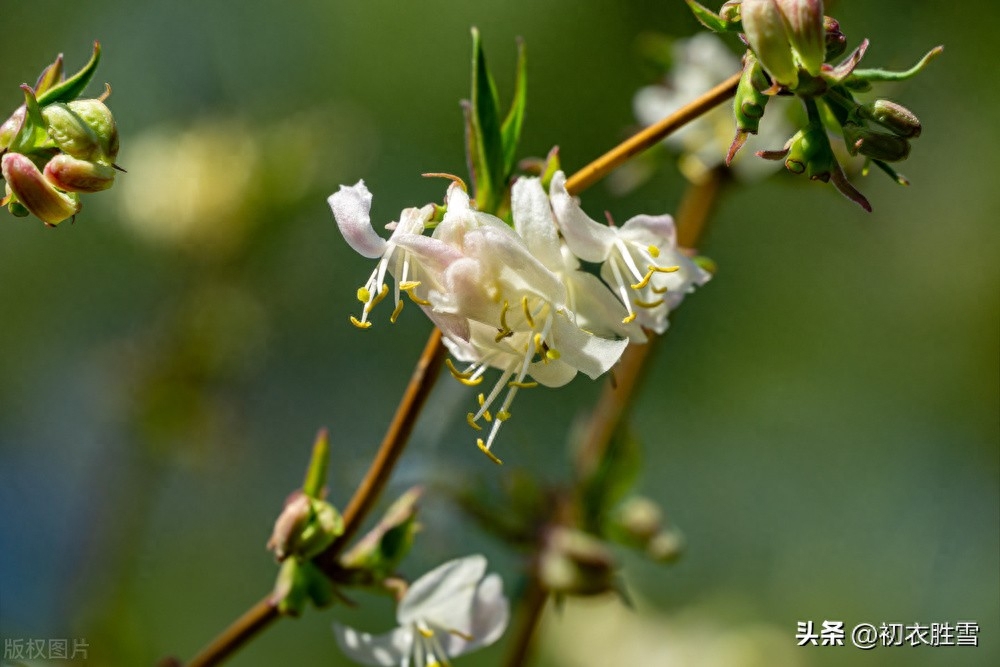 冬藤夏花忍冬古诗六首（雪意漫天噪万鸦，野藤偏有忍冬花）