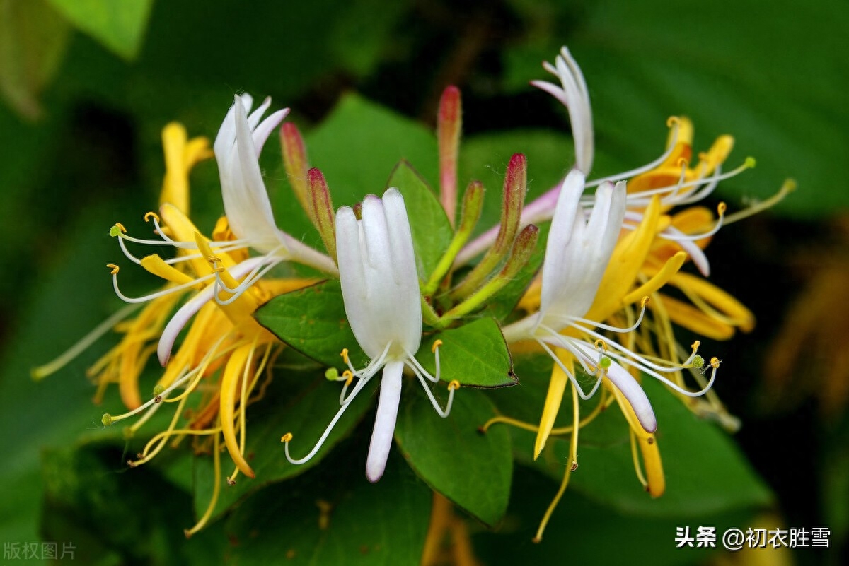 冬藤夏花忍冬古诗六首（雪意漫天噪万鸦，野藤偏有忍冬花）