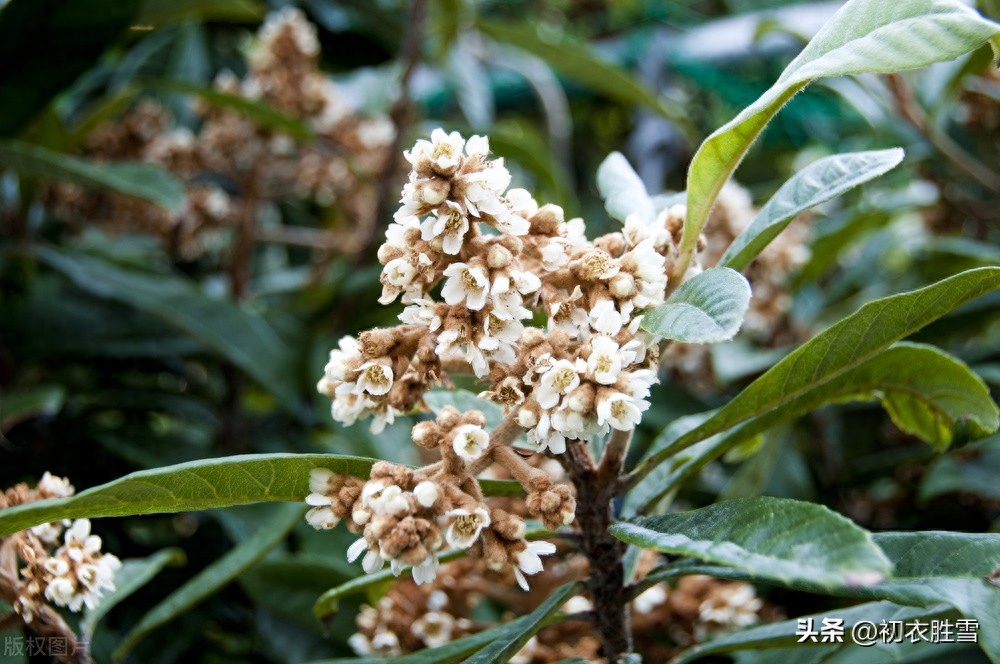 仲冬枇杷花唯美古诗五首（枇杷自是冬心树，花开抵得北风寒）