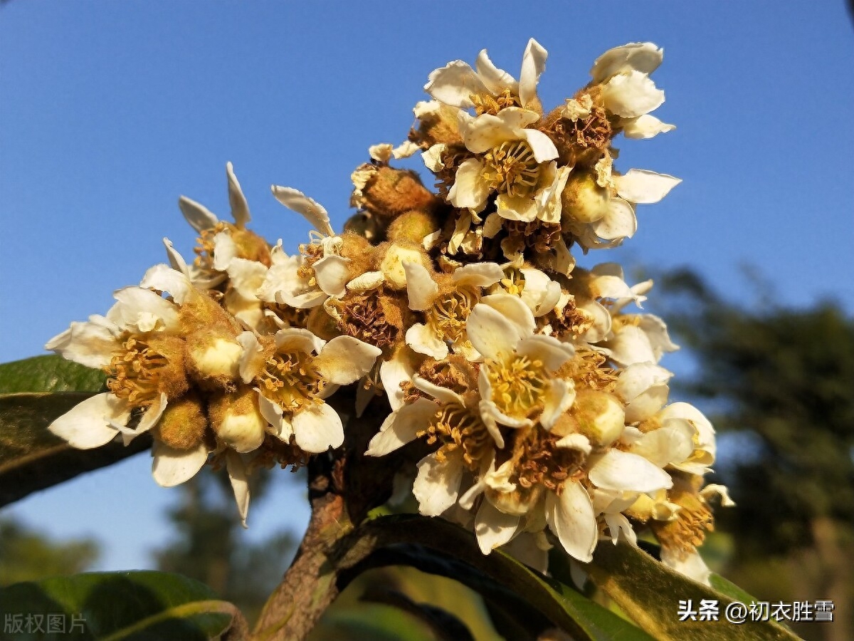 仲冬枇杷花唯美古诗五首（枇杷自是冬心树，花开抵得北风寒）