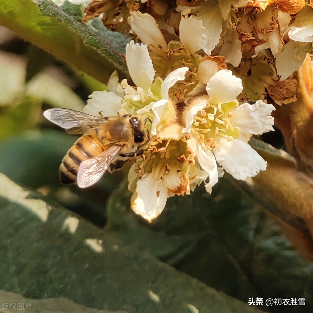 仲冬枇杷花唯美古诗五首（枇杷自是冬心树，花开抵得北风寒）