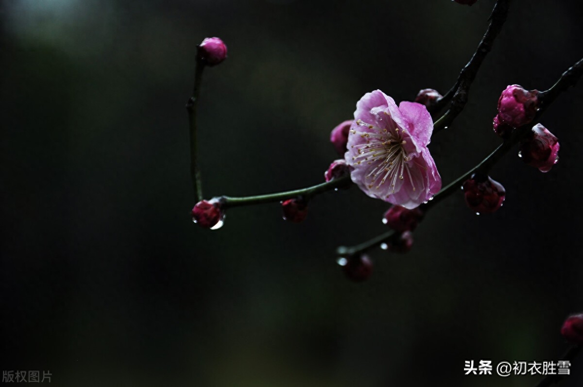 冬雨唯美古诗大全（清丽冬雨唯美古诗六首）