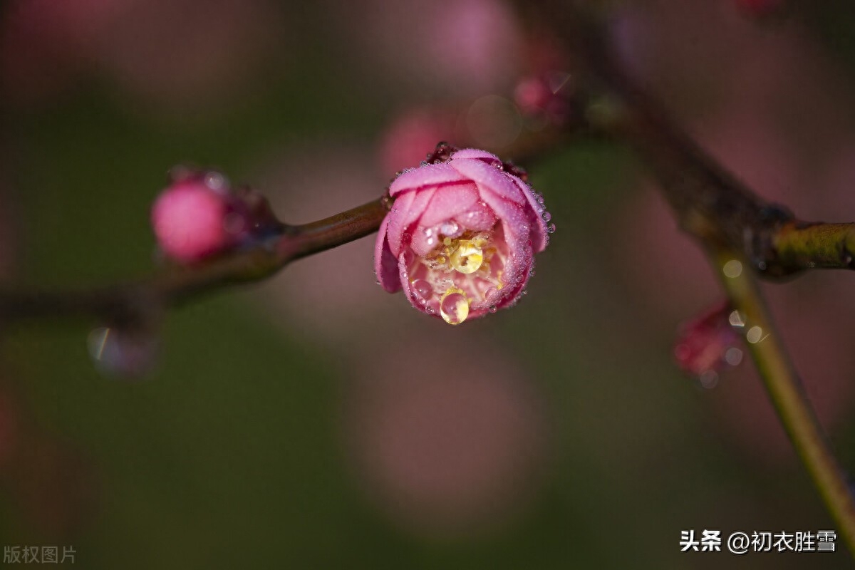 梅花与小雪节气五首（开从小雪入新年，看到梅花又一年）