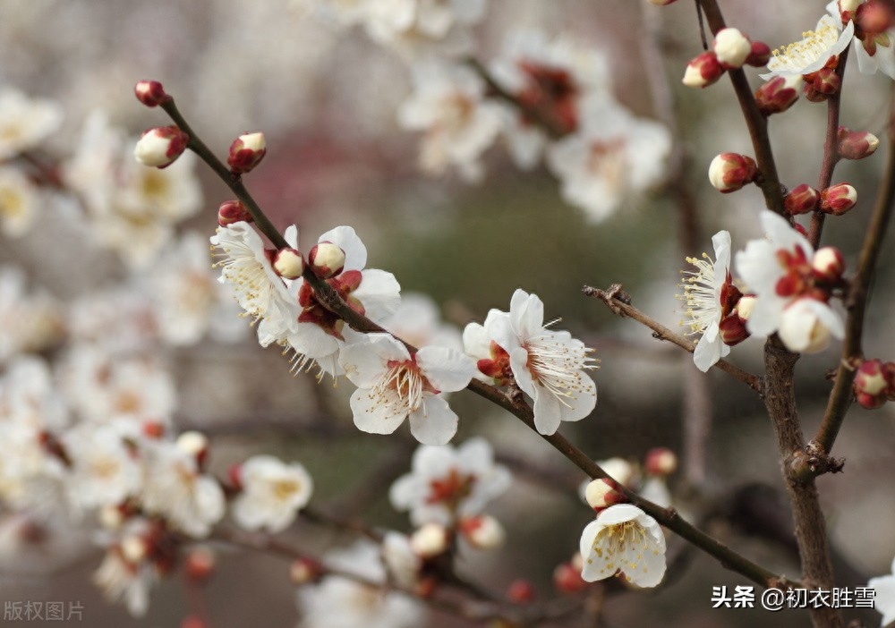 梅花与小雪节气五首（开从小雪入新年，看到梅花又一年）