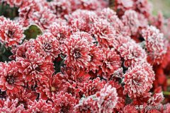 小雪节气美诗六首精选（小雪如春暖，黄花夹杏开）