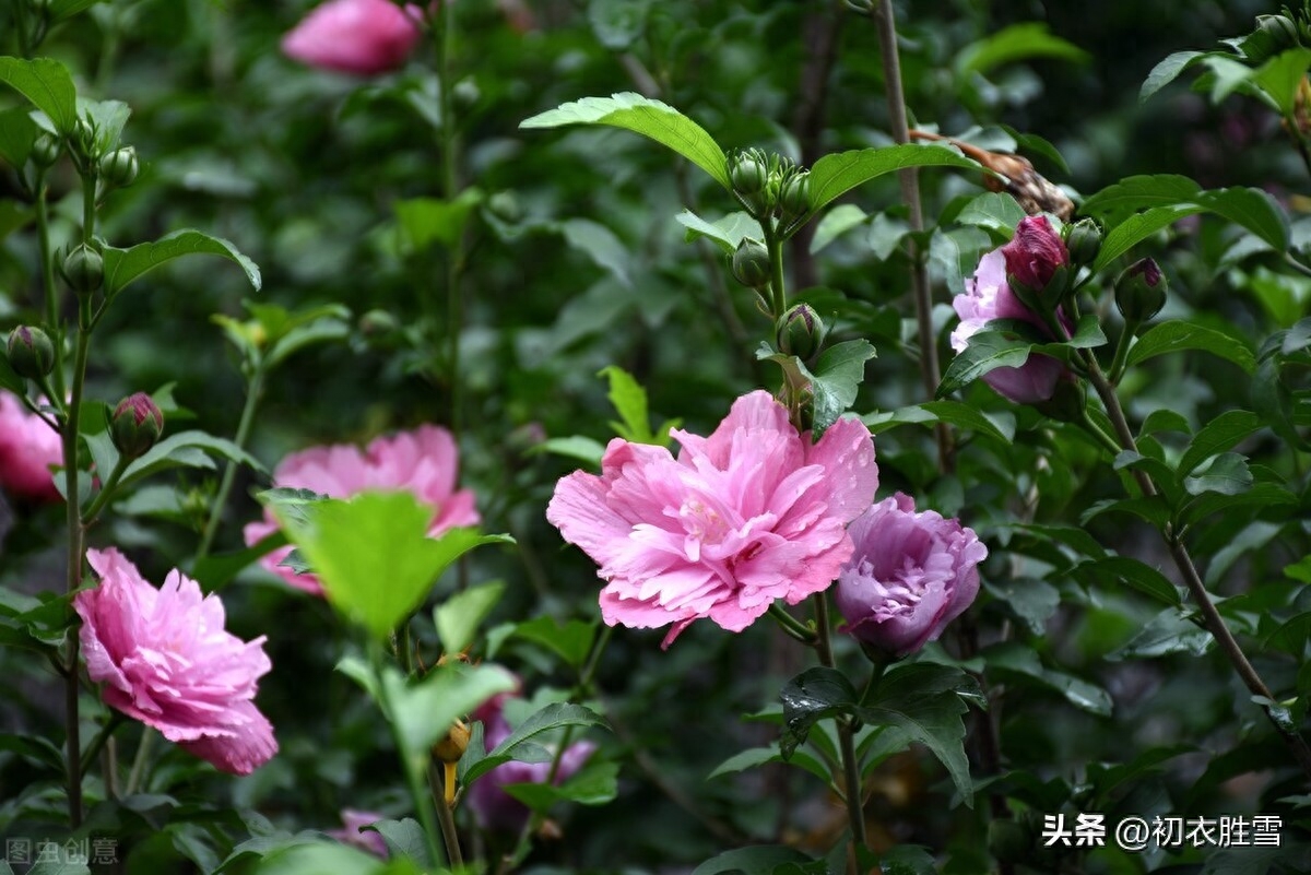 小雪节气古诗六首赏析（小雪未成寒，清醉亦陶然）