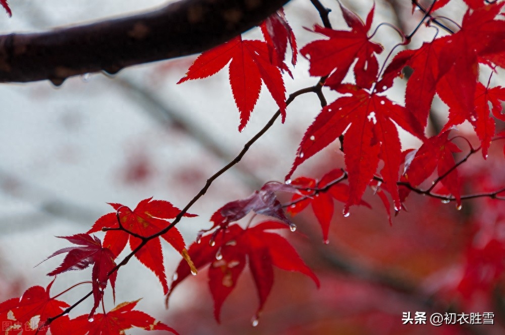 小雪节气古诗六首赏析（小雪未成寒，清醉亦陶然）