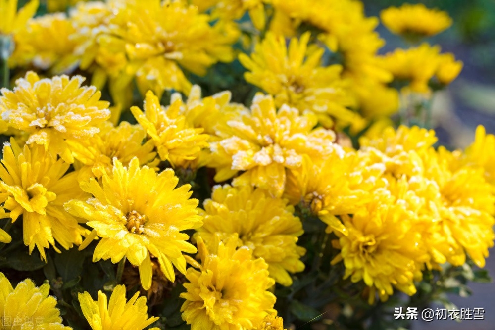 早冬菊芳唯美诗词六首赏析（微红浅白深黄菊，十月花开直到根）