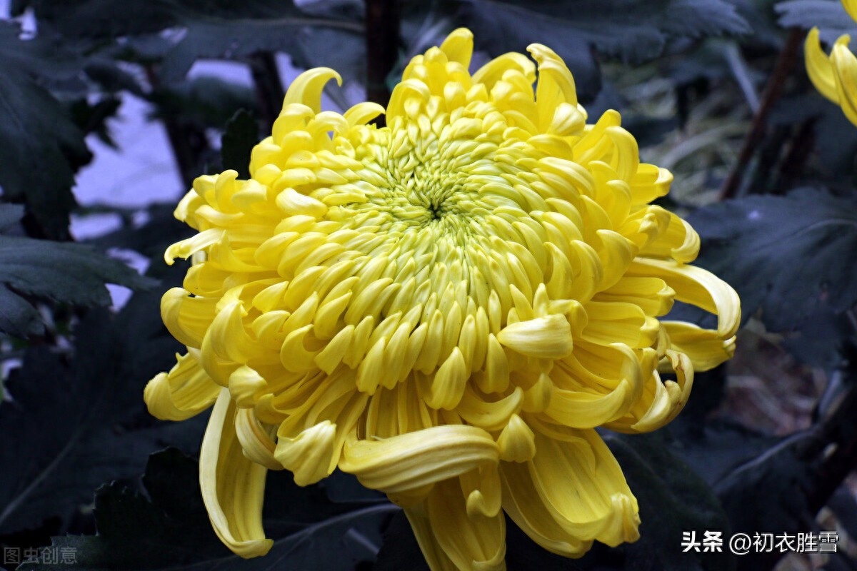 早冬菊芳唯美诗词六首赏析（微红浅白深黄菊，十月花开直到根）