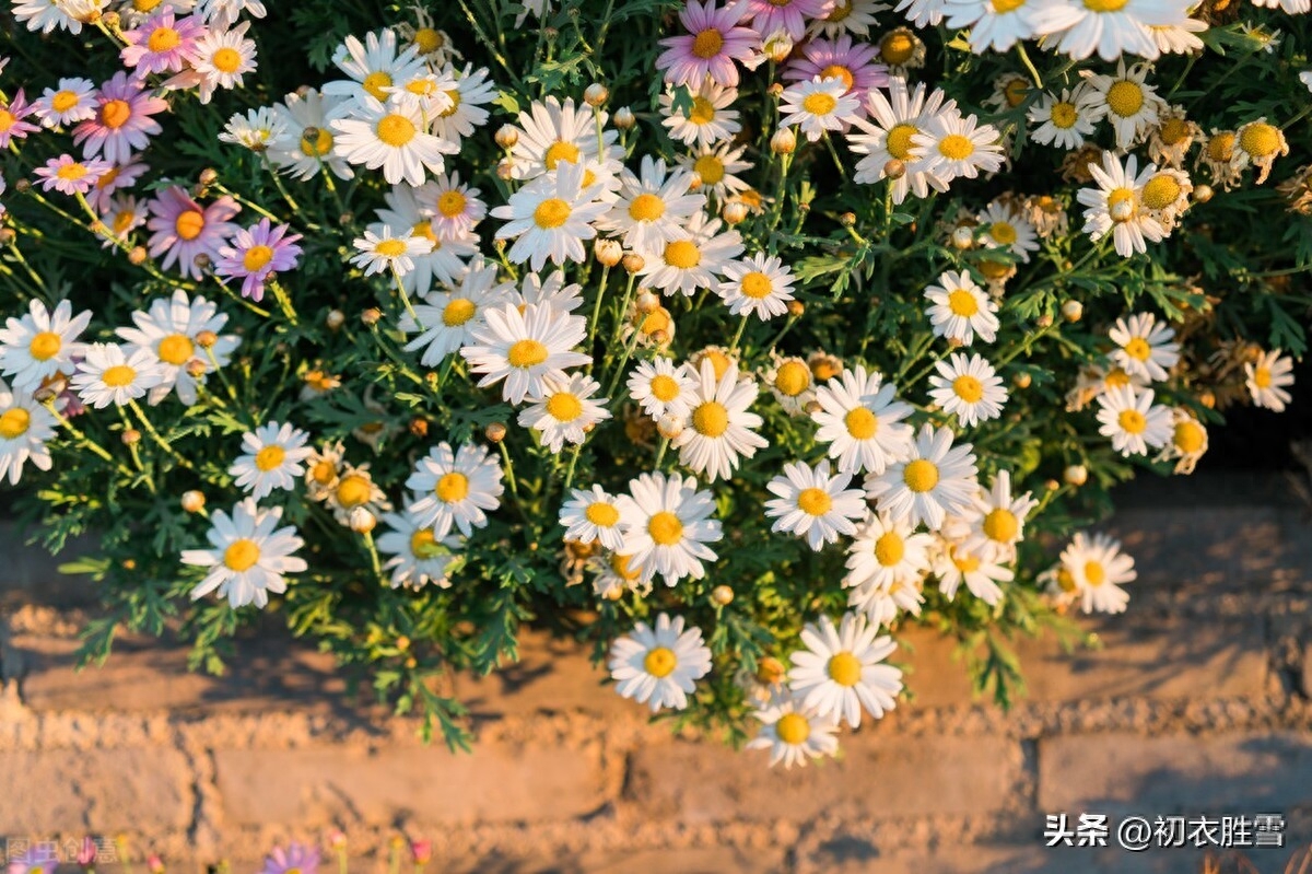 早冬菊芳唯美诗词六首赏析（微红浅白深黄菊，十月花开直到根）