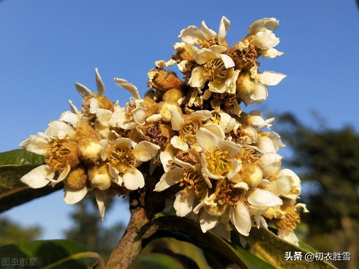 初冬枇杷花古诗五首（一树枇杷已著花，枇杷又放隔年花）