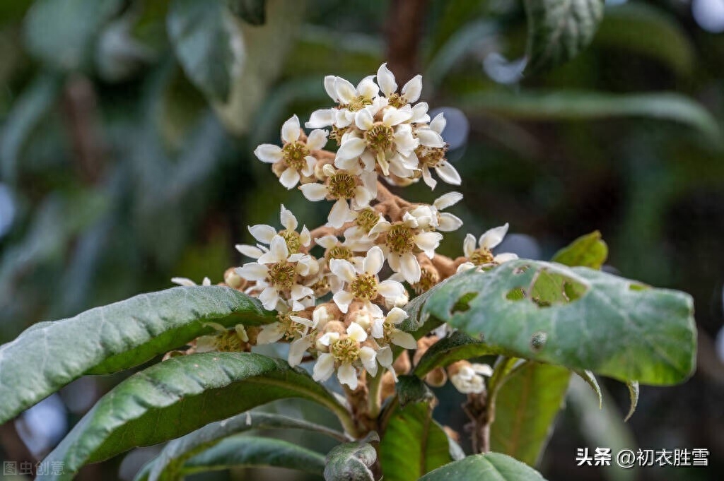 初冬枇杷花古诗五首（一树枇杷已著花，枇杷又放隔年花）