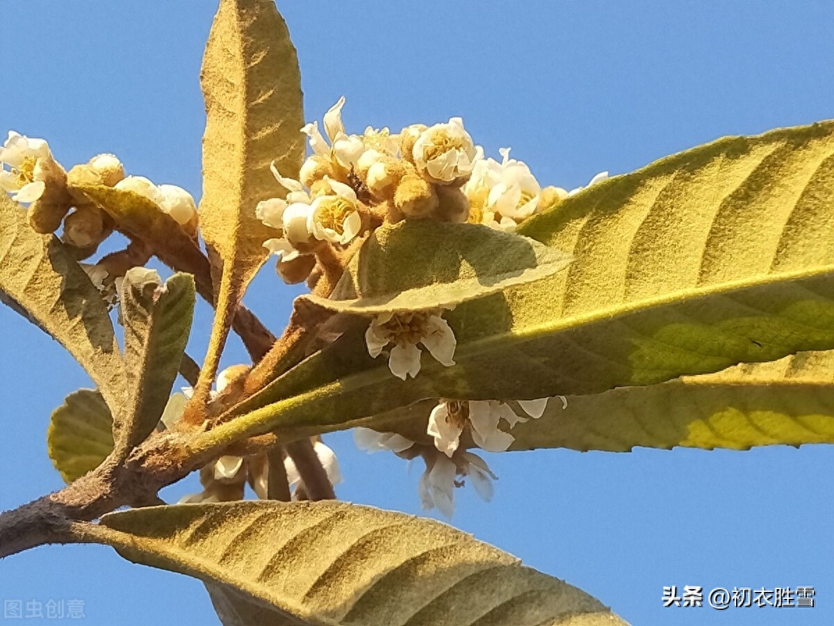 初冬枇杷花古诗五首（一树枇杷已著花，枇杷又放隔年花）