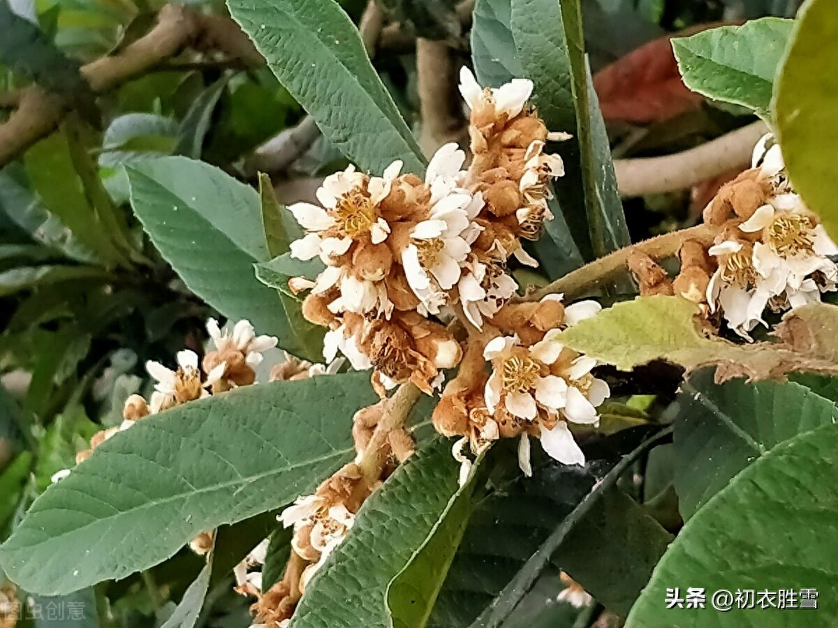 初冬枇杷花古诗五首（一树枇杷已著花，枇杷又放隔年花）