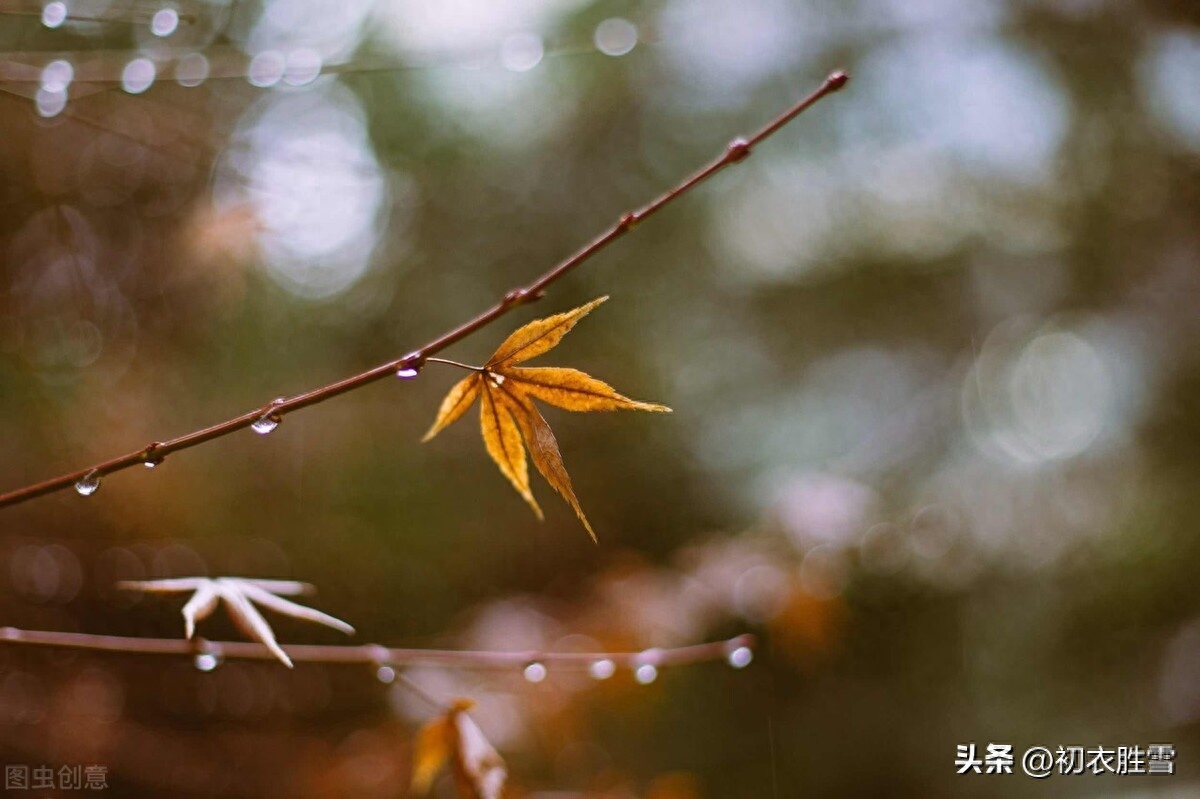 初冬细雨美诗五首鉴赏（细雨初冬夜，美睡雨声中）