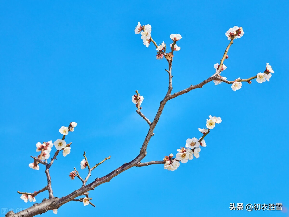 初冬明丽唯美诗词五首（初冬天气暖，小似立春时）